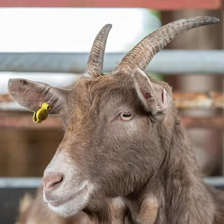 Tatil Evi The Grainary Scarborough